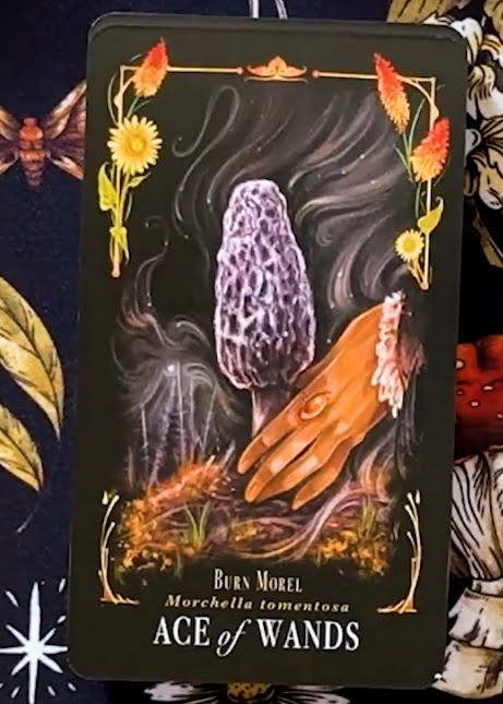 Midnight Magic: A Tarot Deck of Mushrooms